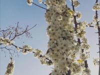 Cireres florits a la Primavera al jardí de la Masia