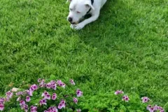 2016-06-11___tayson-5-2015